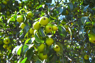 Green pear on the branch