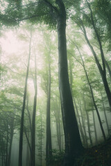 tall tree in green forest with fog