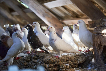 Breeding purebred pigeons at private yard. Warm house for birds. Naturecore rural pastoral life concept