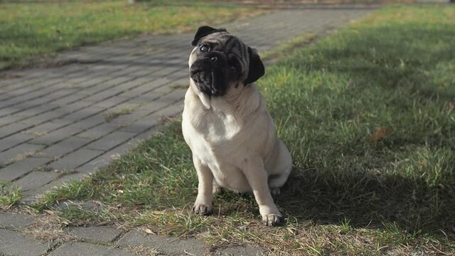 Portrait of a calm and beautiful pug dog looks at the camera and turns his head in nature