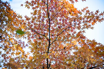 Autumn leaves  autumn foliage fall leaves  red leaves