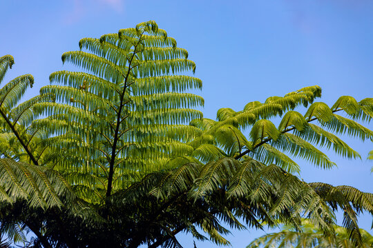 Cyathea lepifera at Kunigami Village, Kunigami District, Okinawa Prefecture , Japan