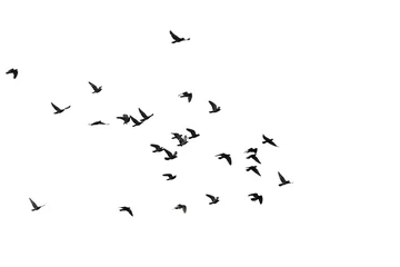 Fotobehang Vogels Flocks of flying pigeons isolated on white background. Save with clipping path.  © krsprs