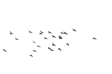 Flocks of flying pigeons isolated on white background. Save with clipping path.