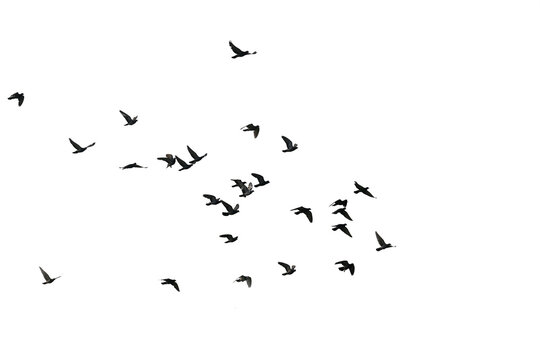Fototapeta Flocks of flying pigeons isolated on white background. Save with clipping path.