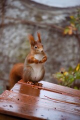 Red squirrel is looking curious on a rainy autum day