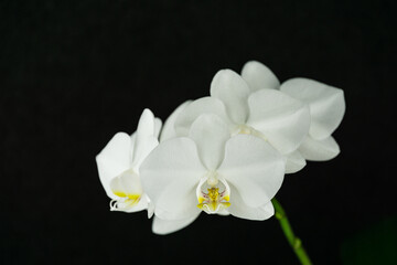 Naklejka na ściany i meble White phalaenopsis orchid flower on black gray background. Very beautiful close-up of Phalaenopsis known as Moth Orchid or Phal. Nature concept for design. Place for your text.