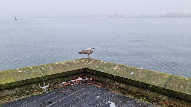 Hungry sea gull at a quay wall of the port in Kiel Germany on a cloudy day.