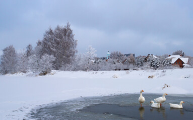 winter landscape with birds
