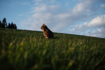 Katze in saftig grüner Wiese