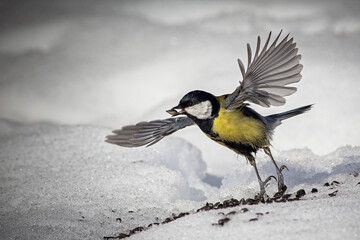 tit