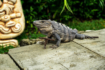 Iguana on the grass