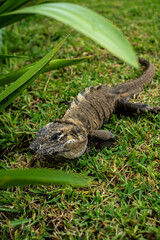 lizard on the grass