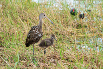 The limpkin (Aramus guarauna)