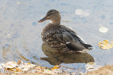 duck in the water