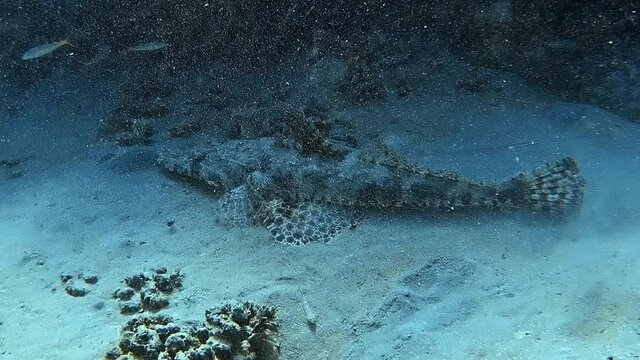 A large fish camouflages itself almost perfectly on the tropical seabed.