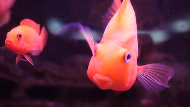Tropical colorful sea fish. room for meditation and relaxation. help with stress removal, observation of beautiful fishes in the water. Underwater red fish swim in the aquarium.