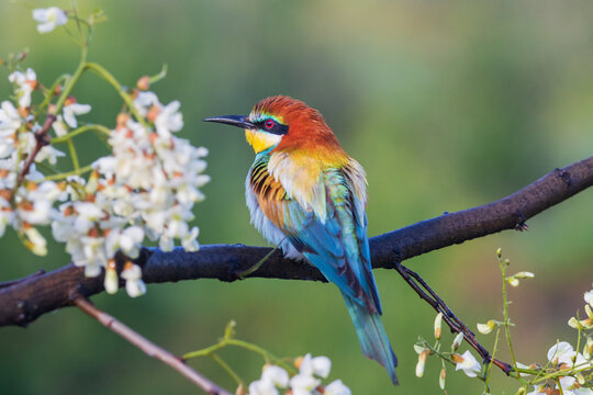 beautiful bird in spring sits on a blossoming branch