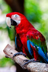 a parrot