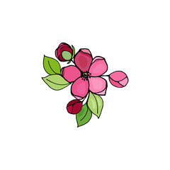 Blooming branch of cherry, sakura, apple tree with leaves, buds, flowers, vector drawing with black outline and colorful fill.