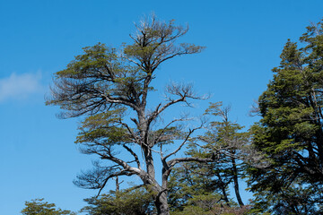 Trees and sky