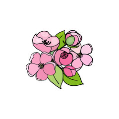 Blooming branch of cherry, sakura, apple tree with leaves, buds, flowers, vector drawing with black outline and colorful fill.