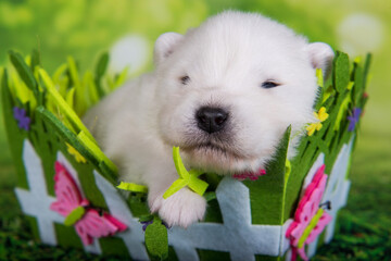Samoyed puppy dog two weeks age in Easter basket