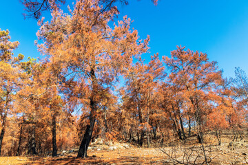 Pine forest in the mountains with fire damaged trees in the area of Manavgat district of Antalya province in Southern Turkey.