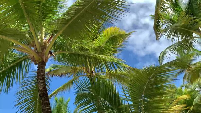 Palm trees are one of the symbols of the Dominican Republic. Palm trees are ornamental plants, and the fruits of coconut and banana palms are an important food product.