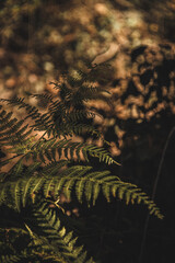 autumn leaves in the forest