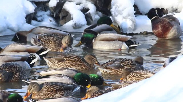 canard colvert sur une rivi&egrave;re en hiver