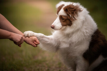 Brown and white border collie portrait give paw