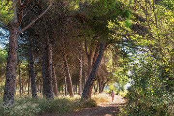 Obraz premium Hiker woman under big trees- Reserva natural dirigida de los Sotos y Galachos del Ebro