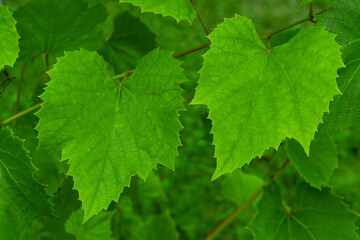 Fresh green leaves of vine or grape growing in the garden.