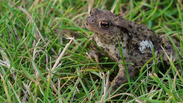 Common toad (Bufo bufo) sits on meadow and jumps away