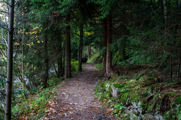 Forest path in the forest in late autumn.