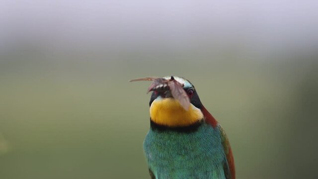 bee-eater juggles a beetle sitting on a branch slow motion