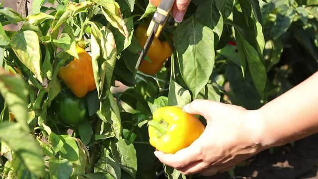 Female hands harvest a bell pepper in a vegetable garden, food, nature, agriculture, close up, sunny day, light breeze