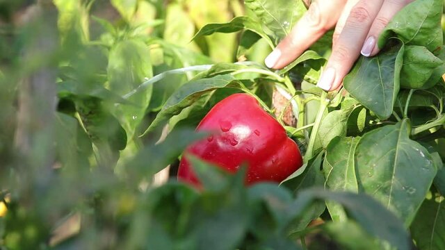 Female hands harvest a bell pepper in a vegetable garden, food, nature, agriculture, close up, sunny day, light breeze