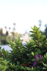 leaves in the morning