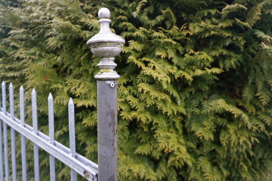 Edler Gartenzaun aus Stahl vor gro&szlig;er Fichte im Garten im Winter