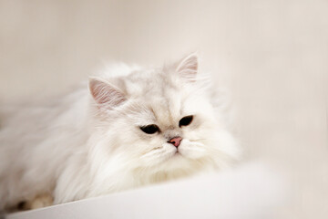 A British, white cat lies on a light background. Portrait of a fluffy cat. The pet is resting.