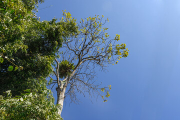 Green Himalaya forest trees with blue sky.