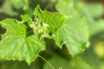 Close-up of young leaves of cucumber seedlings, the concept of agriculture, your own garden and growing plants