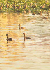 a flock of lesser whistling duck (dendrocygna javanica) at santragachi lake near kolkata, west bengal in india