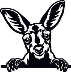 Peeking Kangaroo - Funny Wild Animal peeking out - face head isolated on white