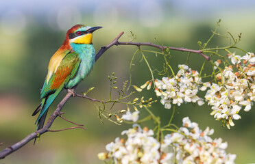 colorful bird in spring sits on a blossoming branch