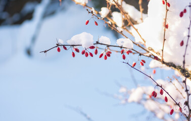 A branch of a decorative barberry bush with berries, sprinkled with snow and illuminated by the sun on a winter natural background. selective focus