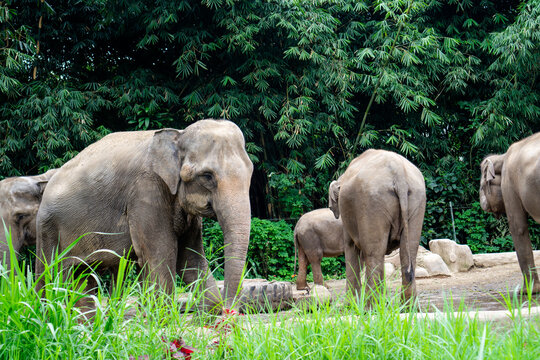 herd of elephants in the taman safari zoo, west java