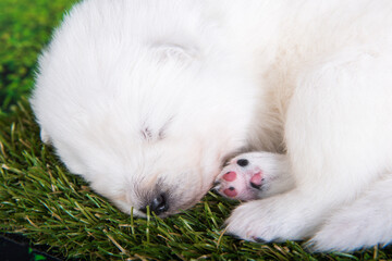 White small Samoyed puppy dog on green grass background